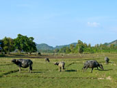 วิถีชุมชนเกาะยาวน้อย อ.เกาะยาว จ.พังงา